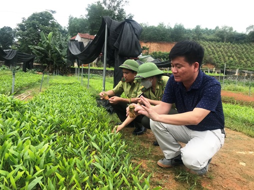 Anh Nguyễn Vinh Bảo trạm trưởng trạm giống công ty TNHH1TV lâm nghiệp Đông Bắc giới thiệu cách ươm gióng cây Keo mô lai F1
